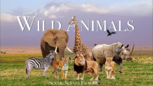 Wild Animals